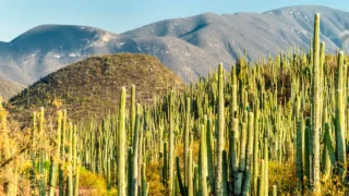 Climate, temperatures, and the rainy season<br><b> in Mexico</b>